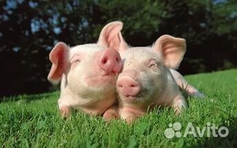 Домашние поросята