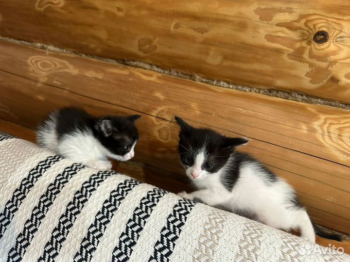 Котята в добрые руки мальчики