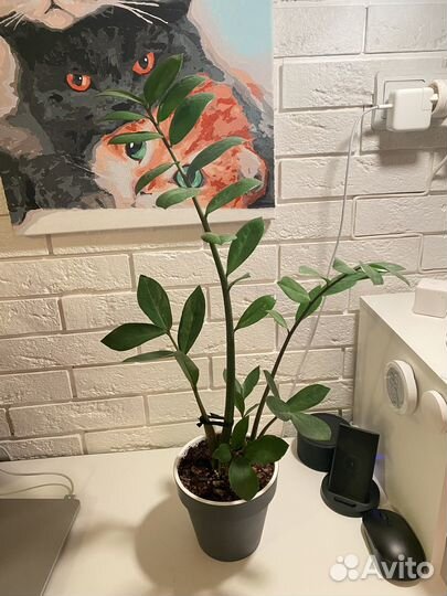 Замиокулькас