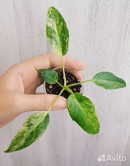 Филодендроны #2