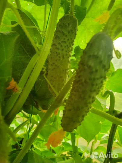 Картофель,огурцы