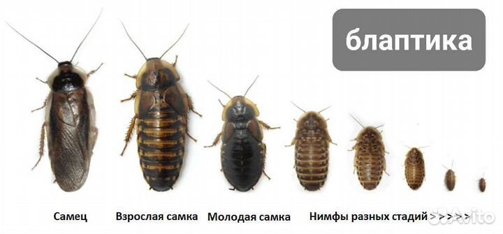 Сверчки замороженные, таракан блаптика