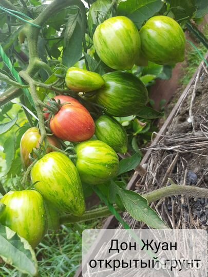 Рассада коллекционных сортов томатов