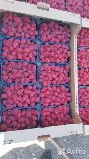 Малина отборная1200