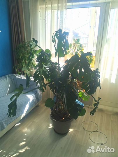 Пальма монстера с горшком