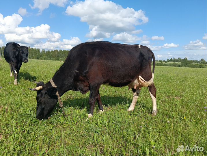 Корова дойная стельная