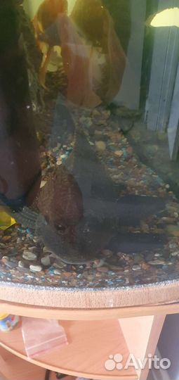 Аквариумные рыбки