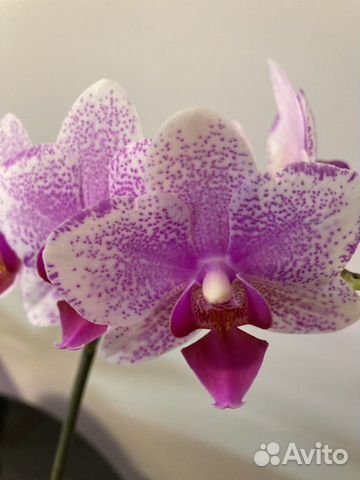 Орхидея цветущая Роттердам