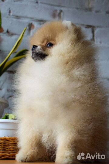 Померанский шпиц мини