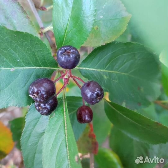 Черноплодная рябина саженцы
