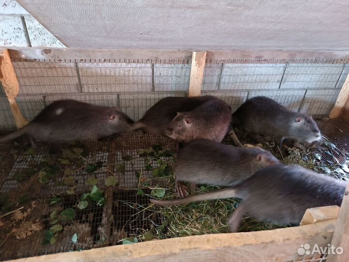 Нутрии самцы