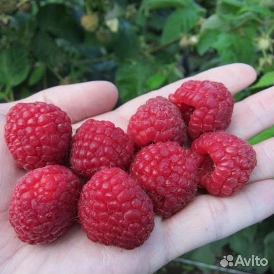 Саженцы малины сорта Квелли