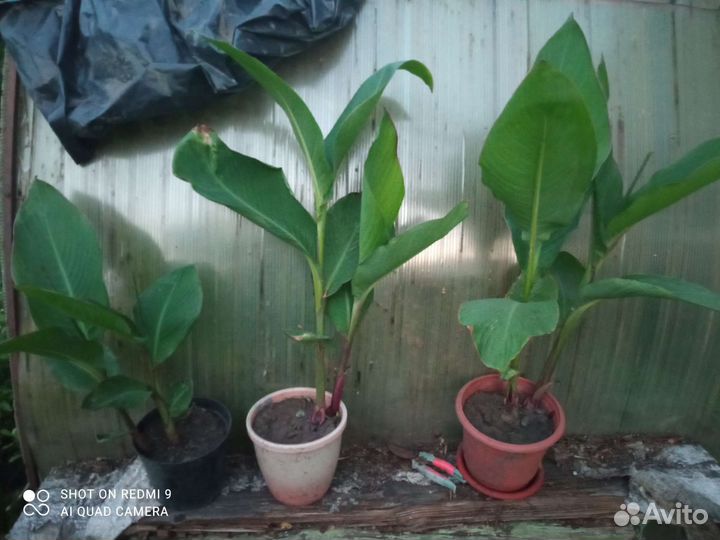 Цветы канны