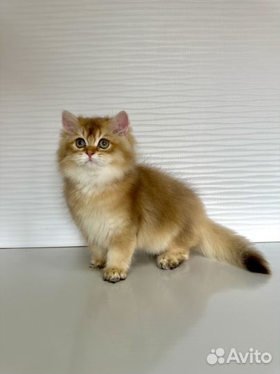 Британские котята