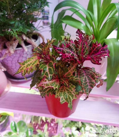 Колеусы сортовые