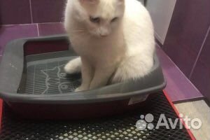 Эва коврик для кошачьего туалета