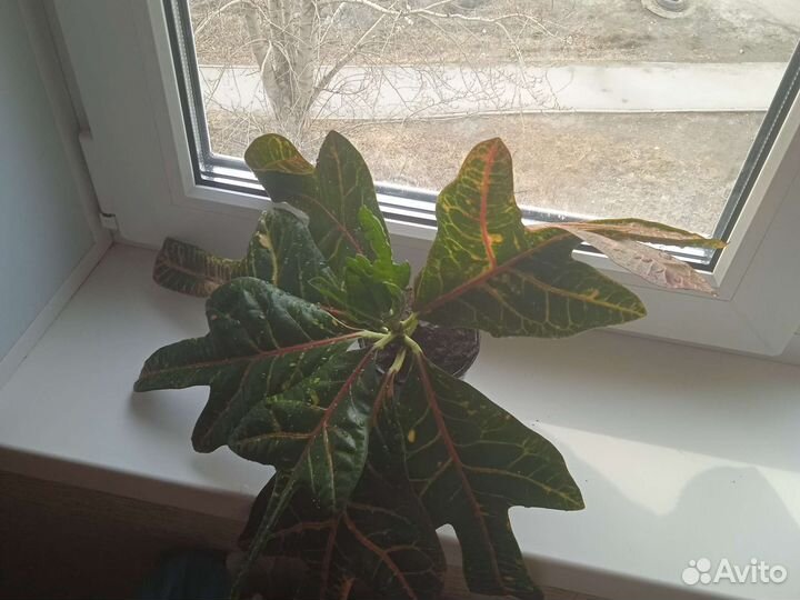 Кодиеум кротон
