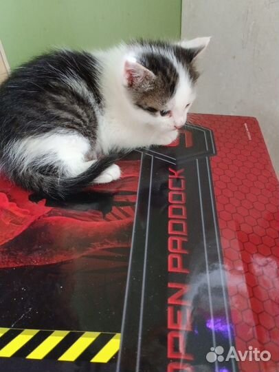 Бесплатно котик 5 мес