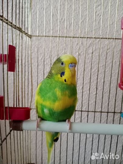 Волнистый попугай с клеткой