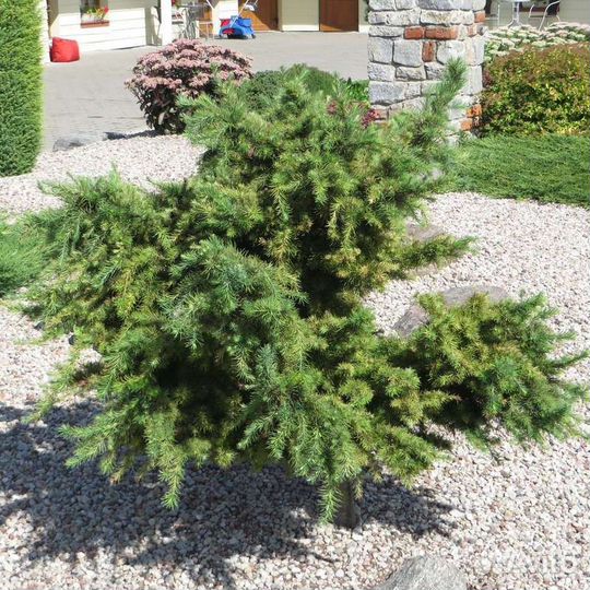 Лиственница низкорослая (подробности в описании)