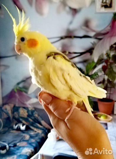 Попугай корелла птенец