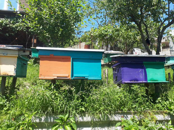 Продаеться ульи с пчелами