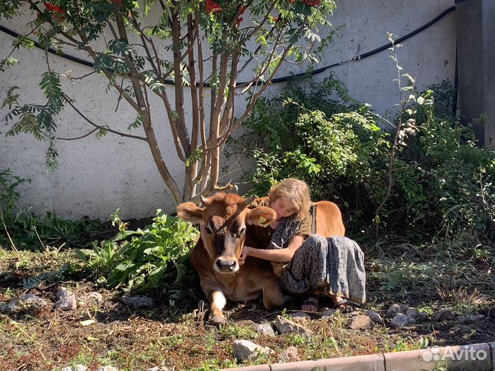 Молоко творог масло домашнее Джерси