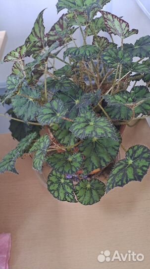 Бегония Бауэра(тигровая)