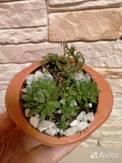 Флорариум суккуленты