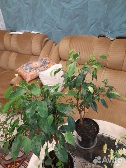 Фикус бенджамина