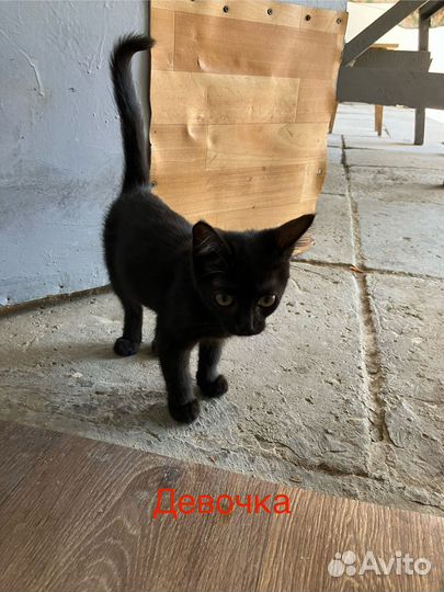 Отдам кота в добрые руки