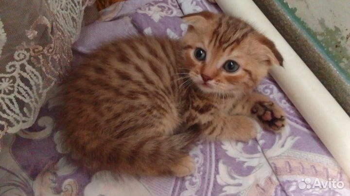 Шотландские вислоухие котята