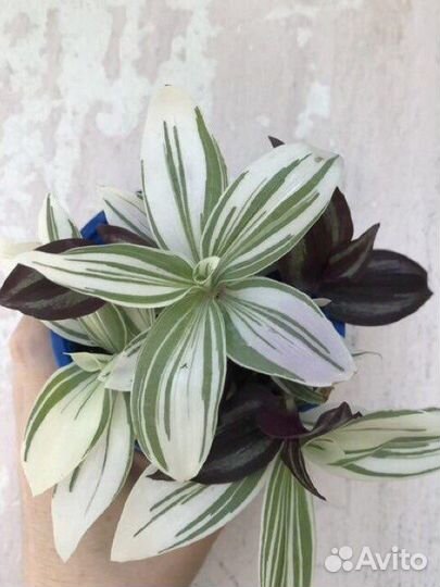 Традесканция трио