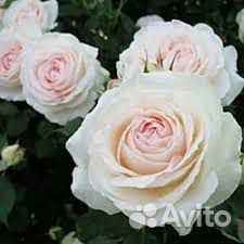 Роза плетистая пале рояль