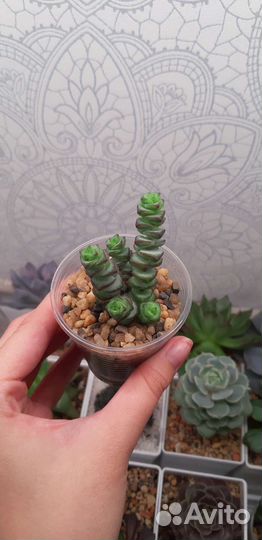 Суккуленты (Часть 1)