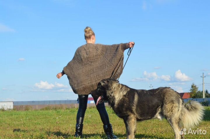 Пончо из шерсти кавказской овчарки