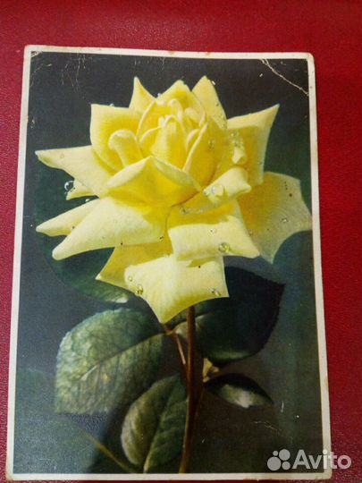 Чистая открытка