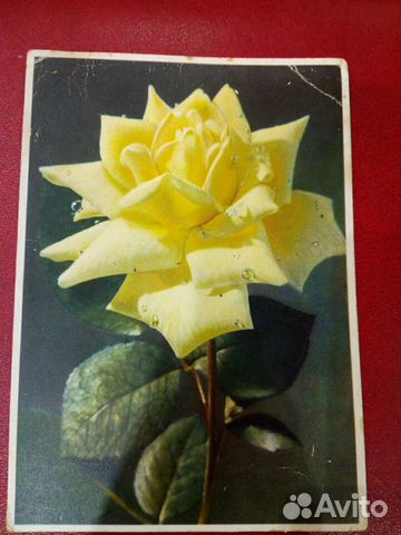 Чистая открытка