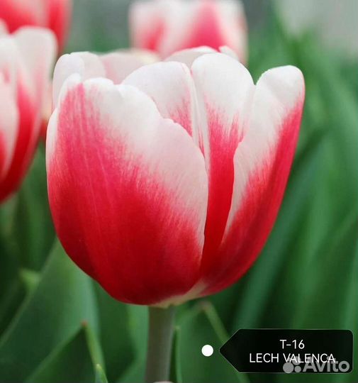 Луковицы тюльпанов