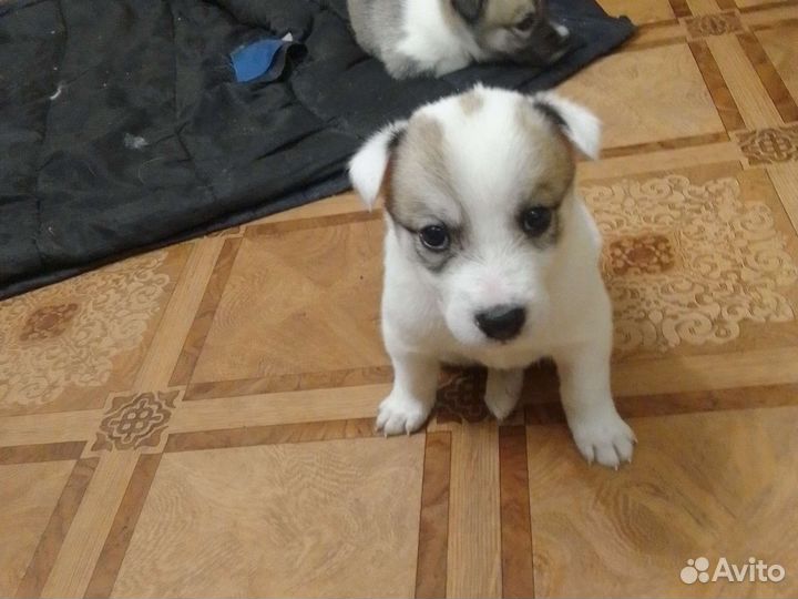 Отдам бесплатно щенки лайки