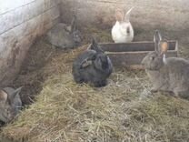 Кролики смесь калифорния с деревенскими