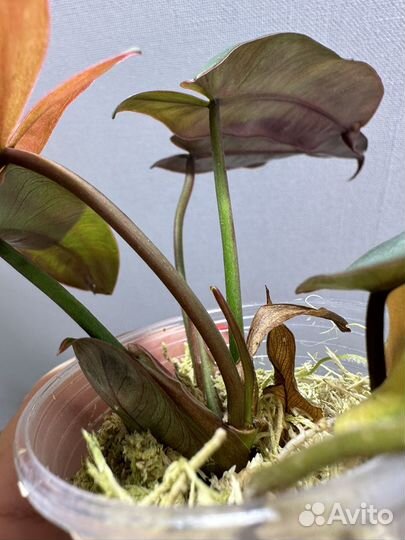 Филодендрон санта леопольдина Атабароенс