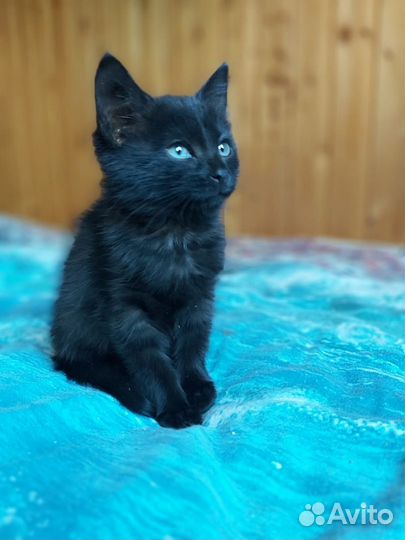 Уголёчек - девочка