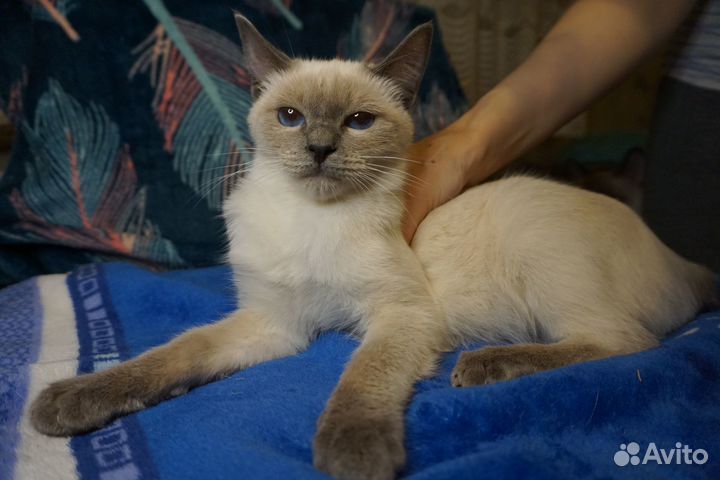 Тайские котята сил/блю пойнт разных возрастов