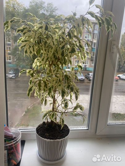 Фикус бенджамина пестролистный