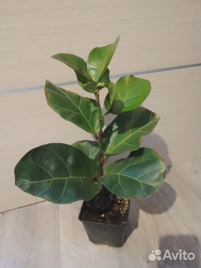 Фикус лирата