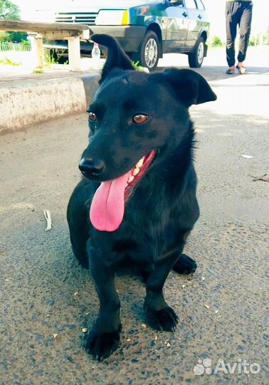 Собака в добрые руки маленькая порода