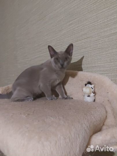 Бурманская