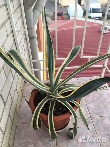 Агава американская