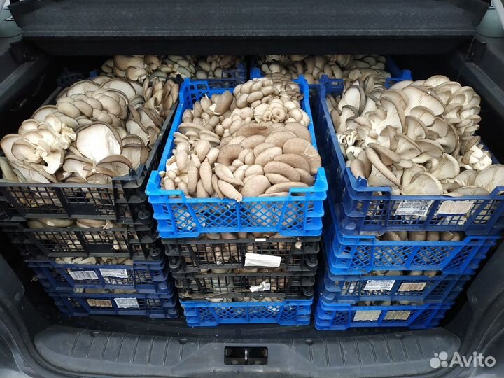 Грибы Вешенка (свежие)